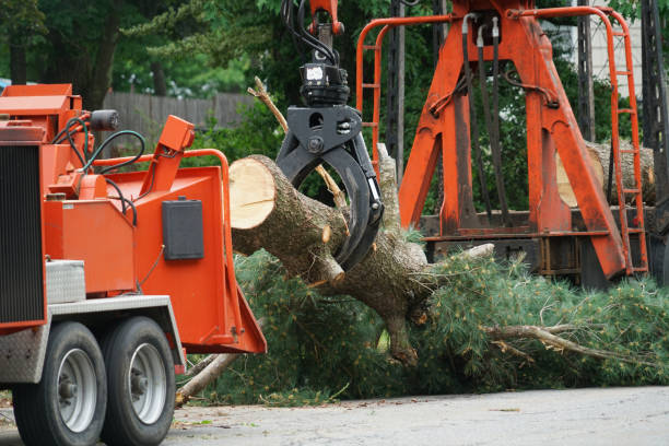 Best Storm Damage Tree Cleanup  in Bloomington, CA