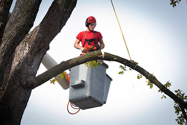 Best Root Management and Removal  in Bloomington, CA